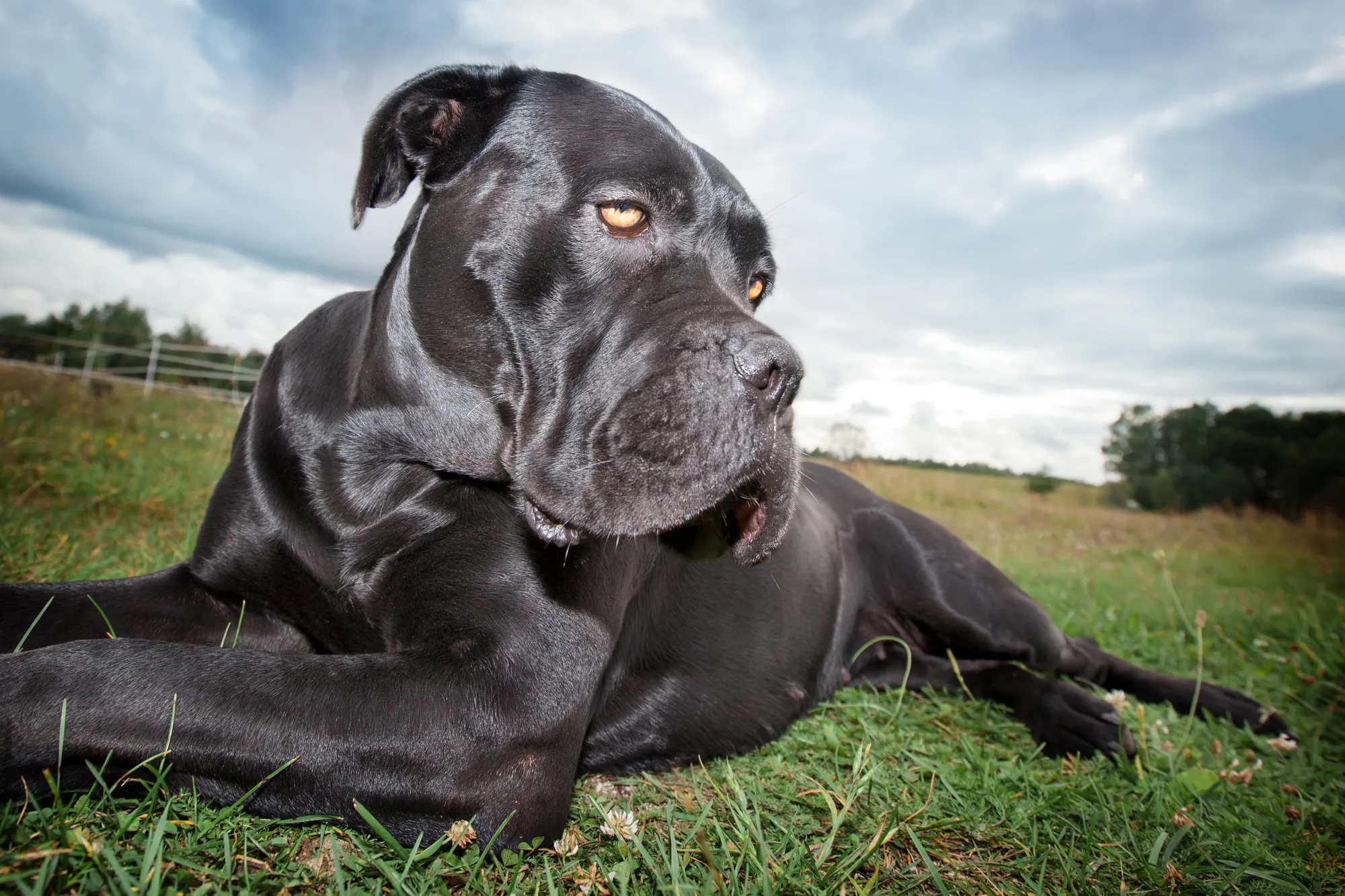 Cane Corso Great Dane Mix