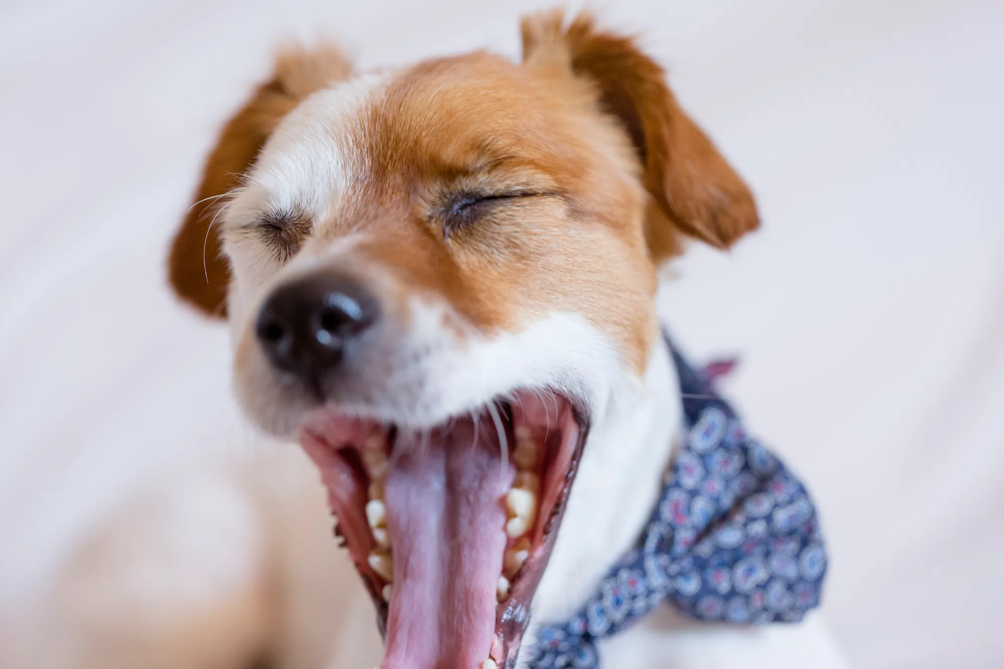 When Do Puppies Lose Their Baby Teeth