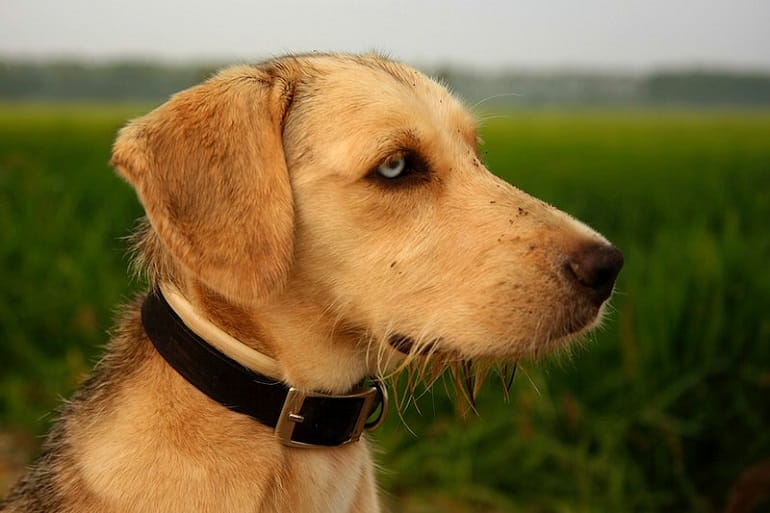 Collars for Dogs With Sensitive Skin