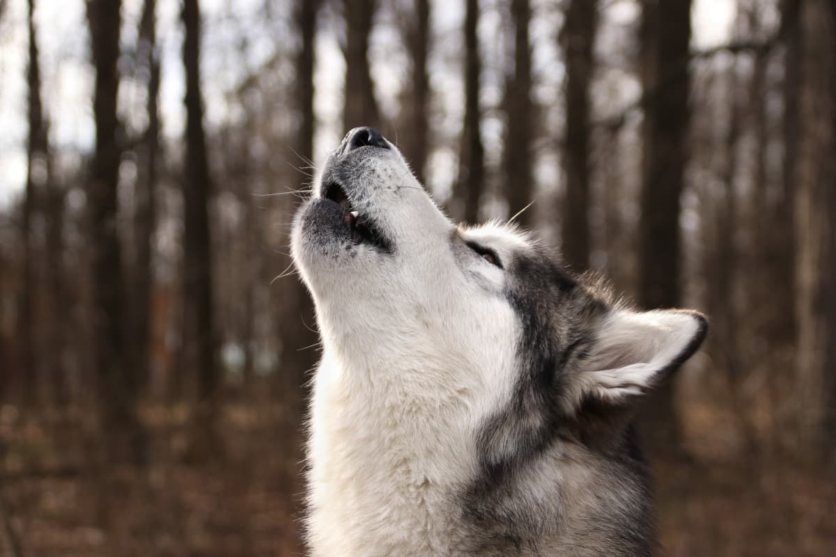do alaskan malamutes howl?