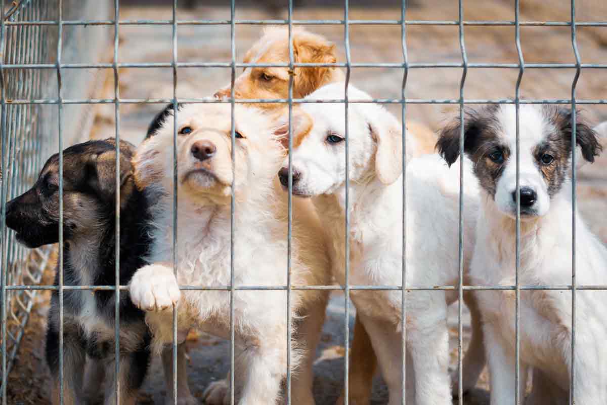 Can Dogs Breed Through a Fence?