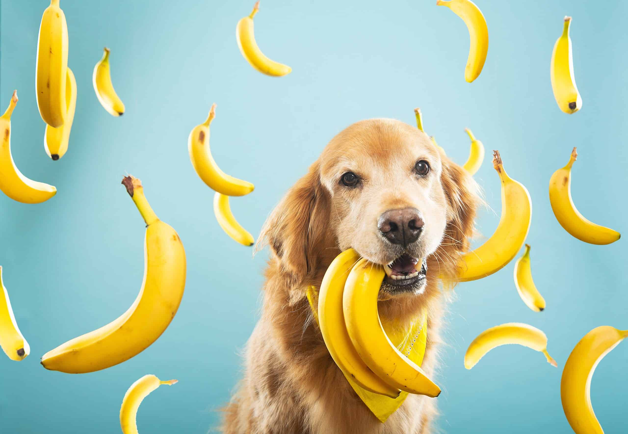 Can Golden Retrievers Eat Banana
