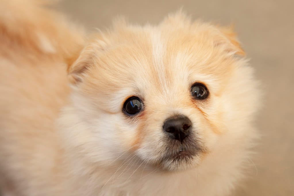 Are Pomeranians Hypoallergenic