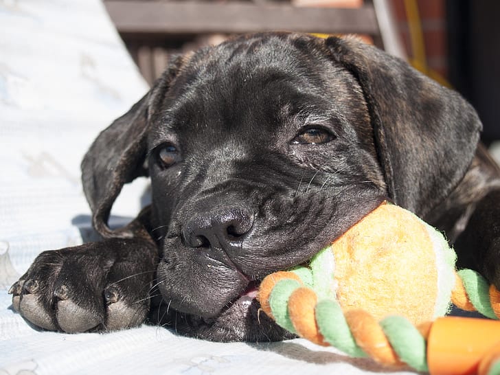 Best Food for Cane Corso Puppy