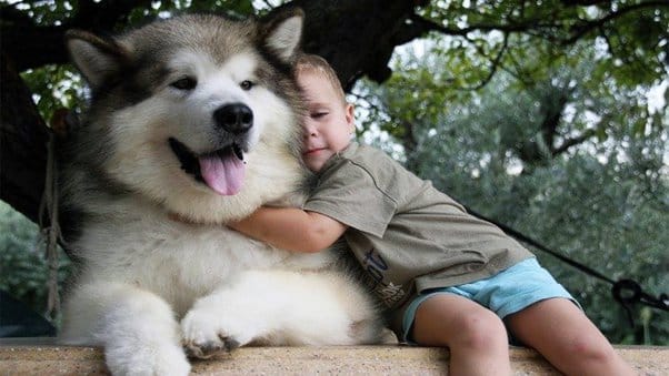 Are Alaskan Malamutes Good Family Dogs?