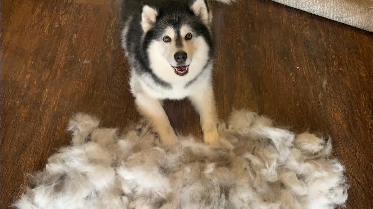 Do Alaskan Malamutes Shed