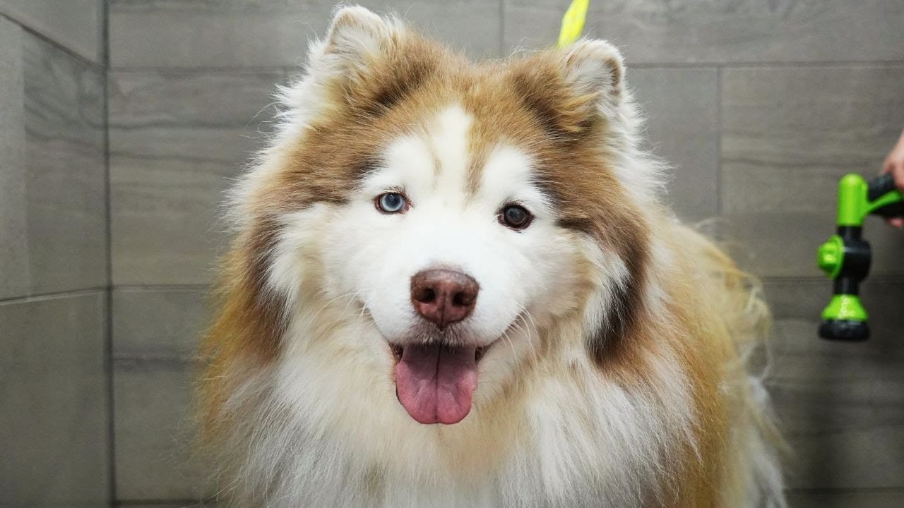Wooly Siberian Husky
