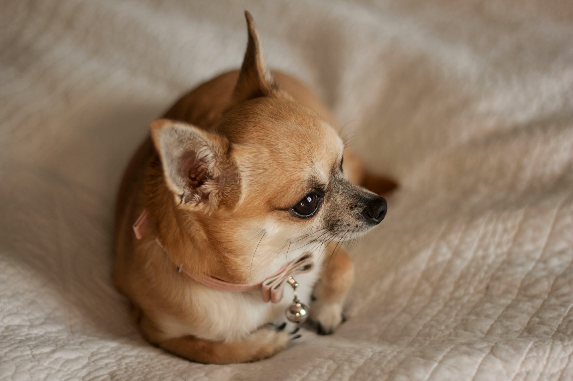 Teacup Chihuahuas