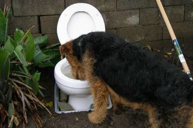 Is a Dog's Mouth Cleaner than a Toilet
