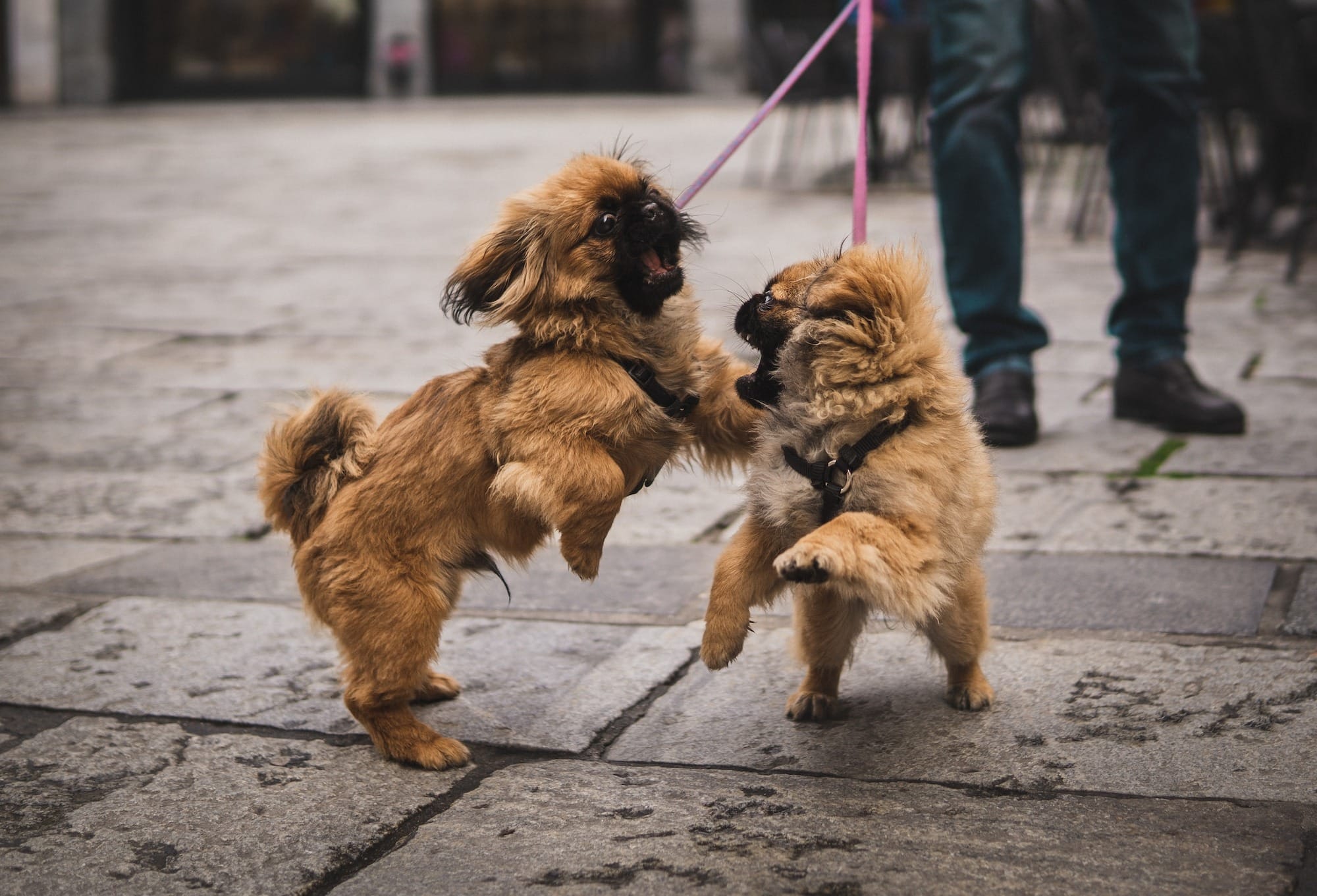 chow chow puppies