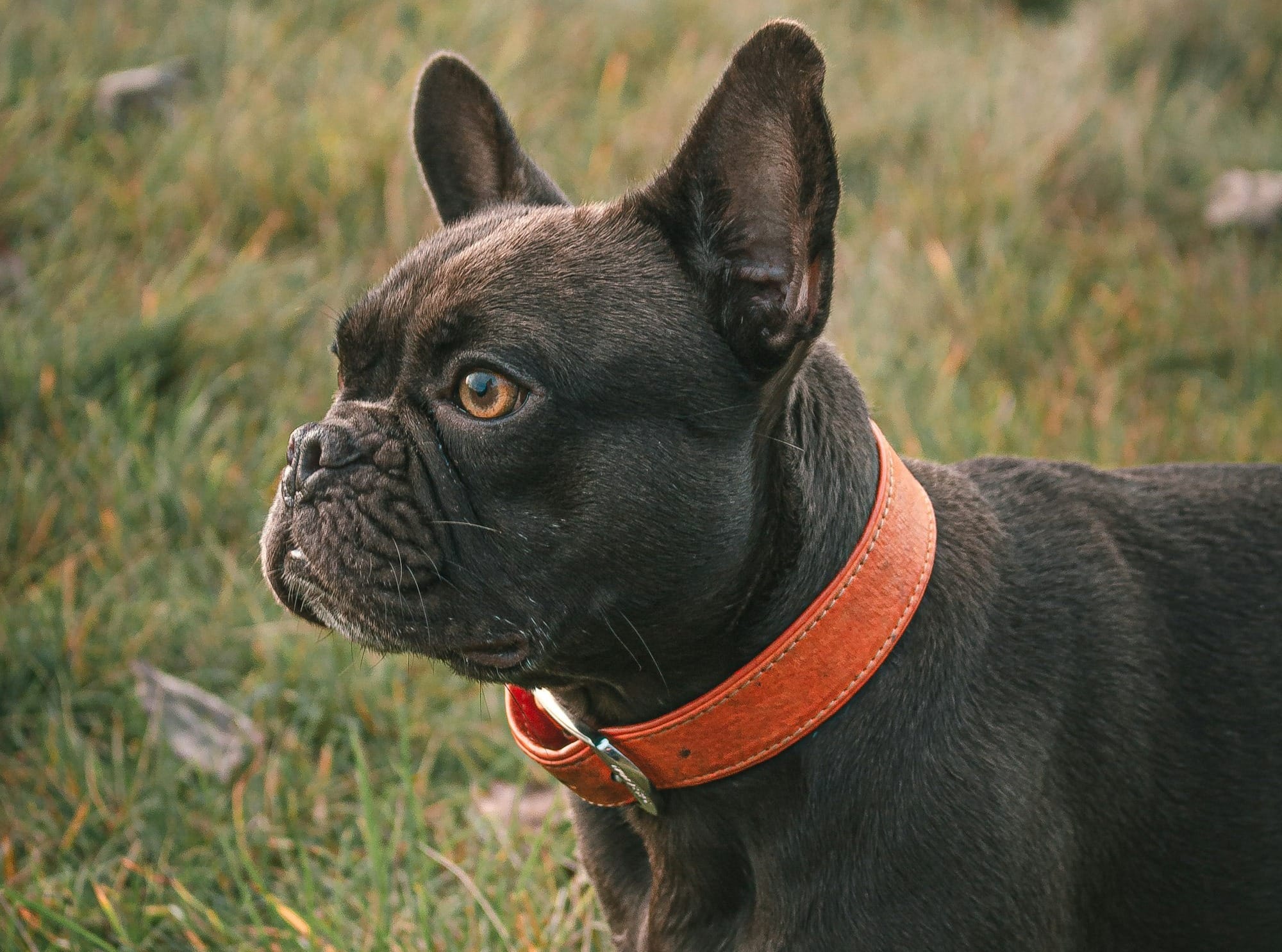 Ohio State Dog Collar