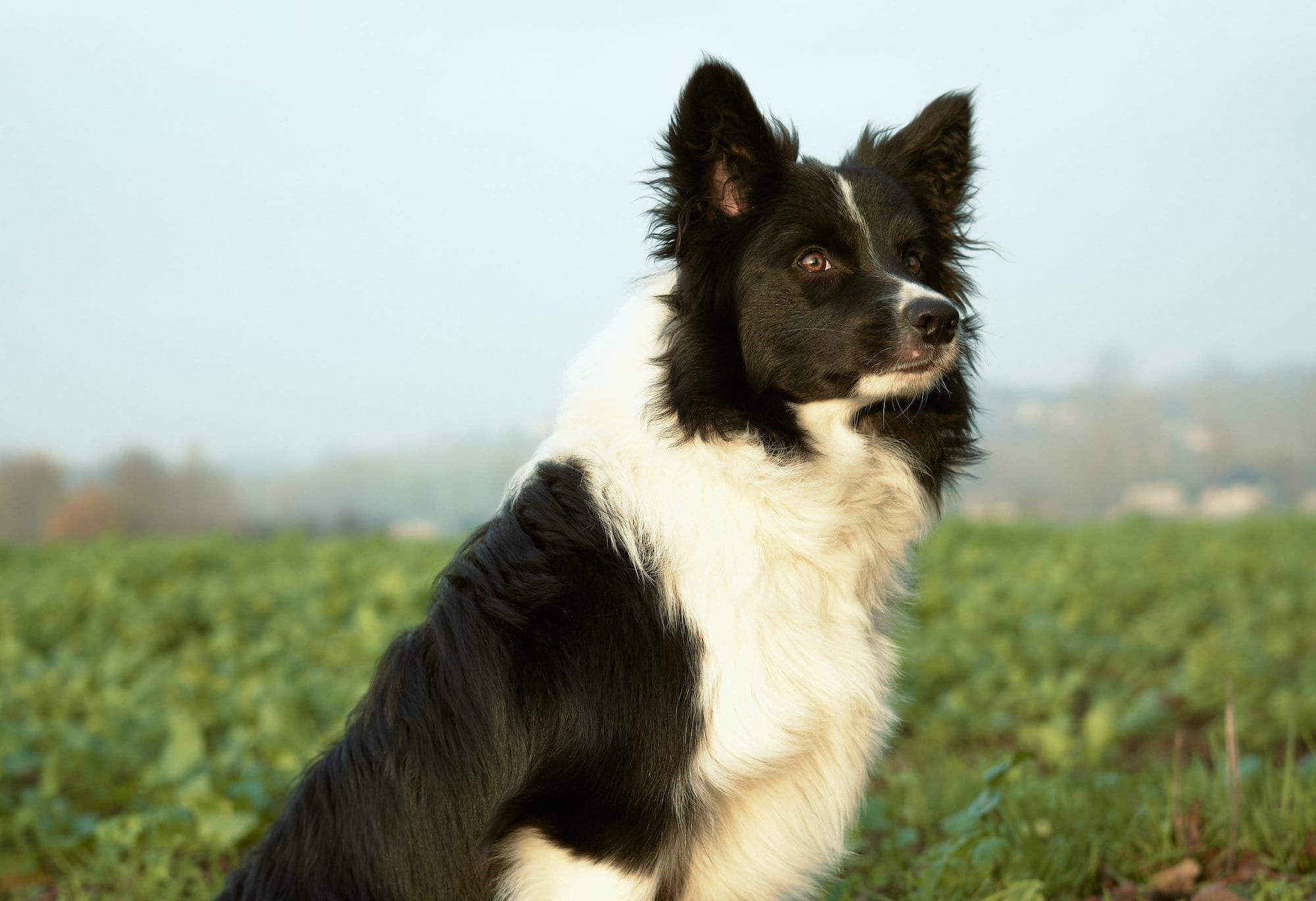 10 Border Collie Mixes