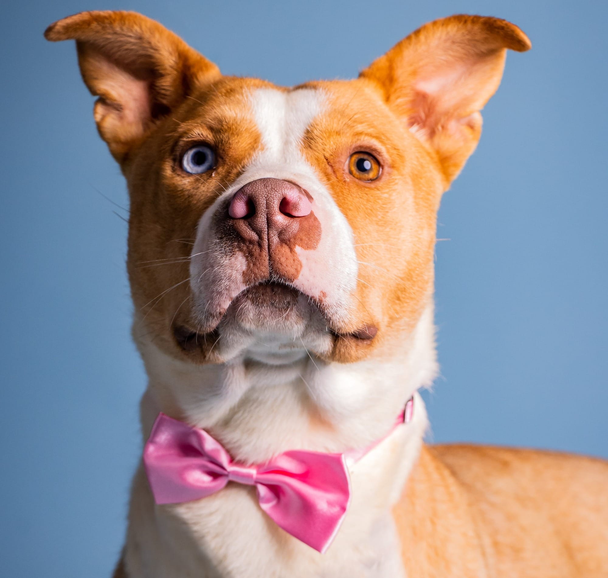 Dog Bow Tie Collar