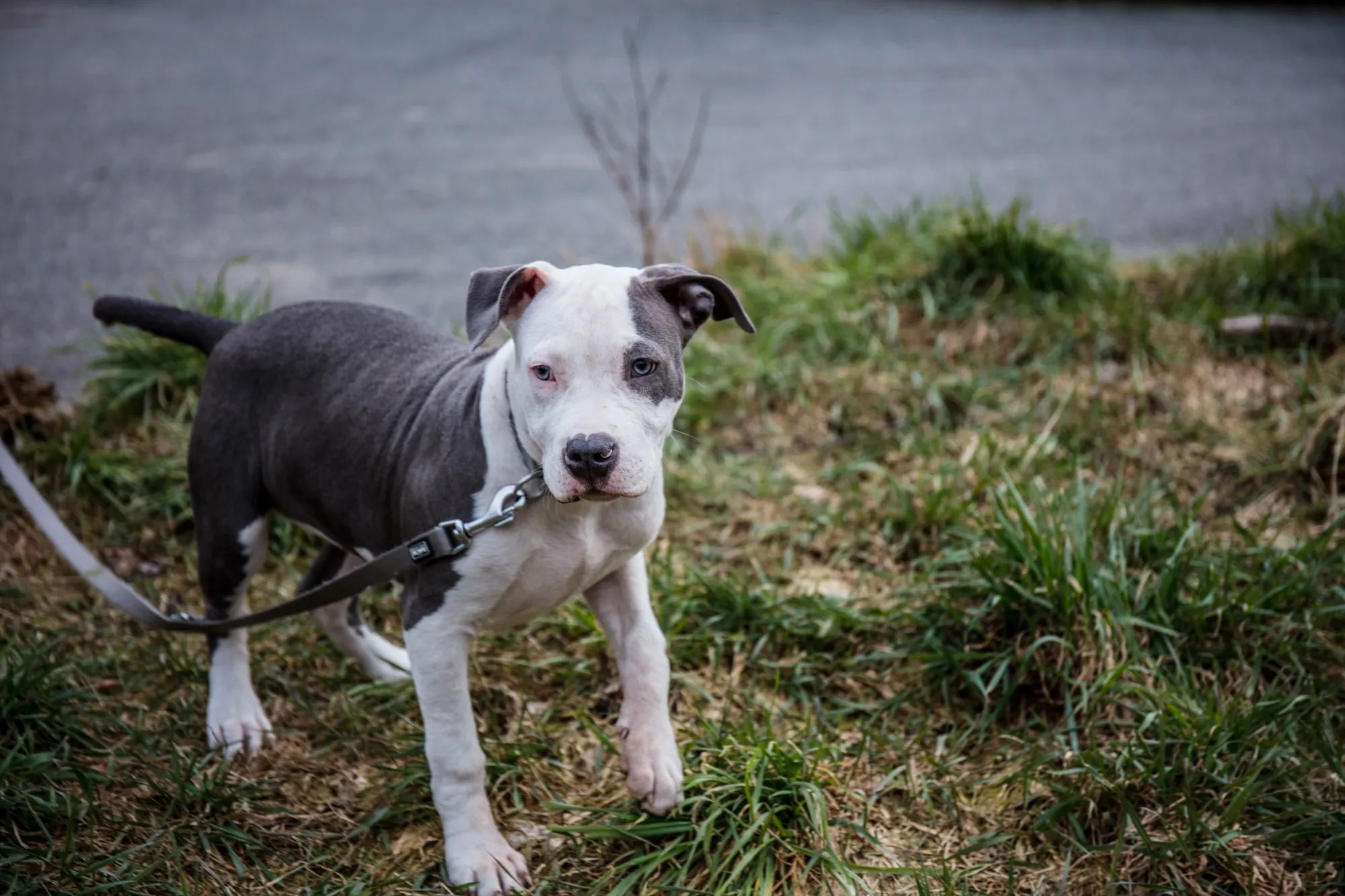 Blue Heeler Pitbull Mix