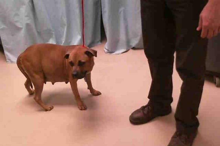 Vitamins for Pregnant Dogs