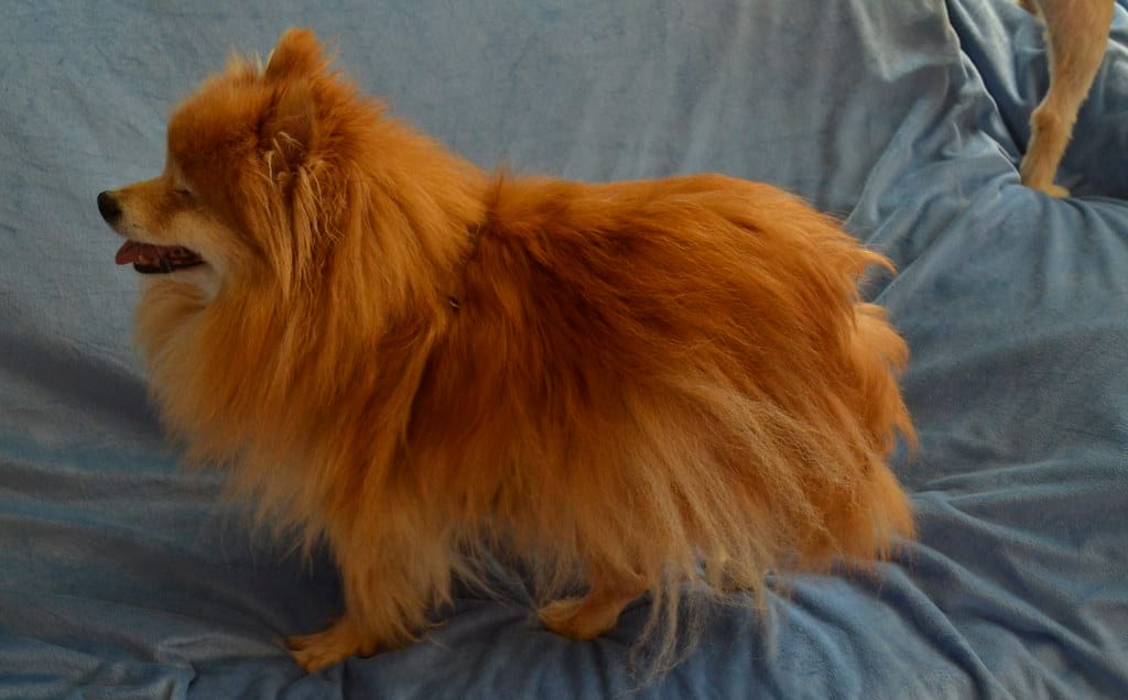 Can Pomeranian Be A Service Dog