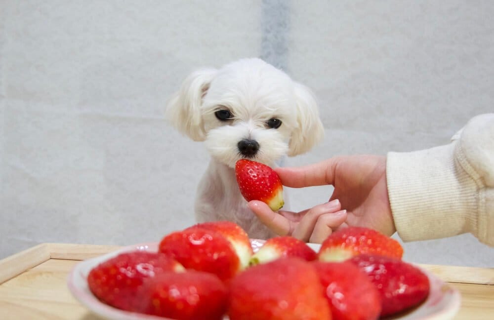 Can Maltese Dogs Eat Strawberries?