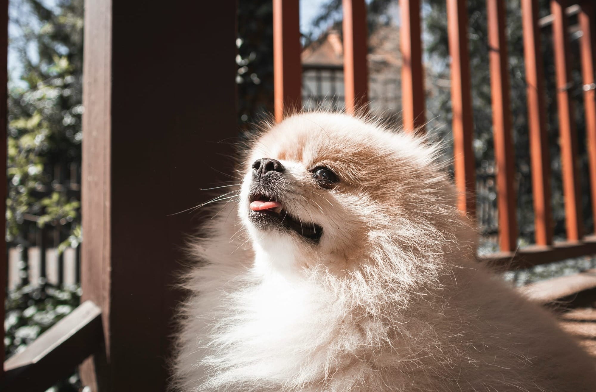 Are Pomeranians Good for First Time Dog Owners