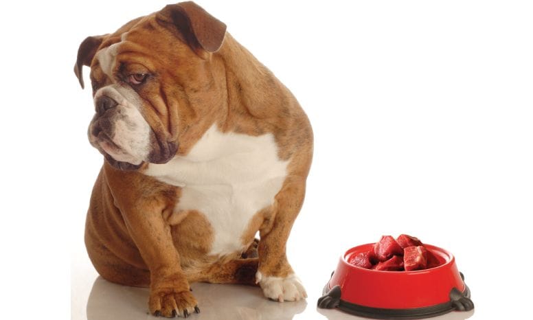 Can American Bulldogs Eat Raw Meat?