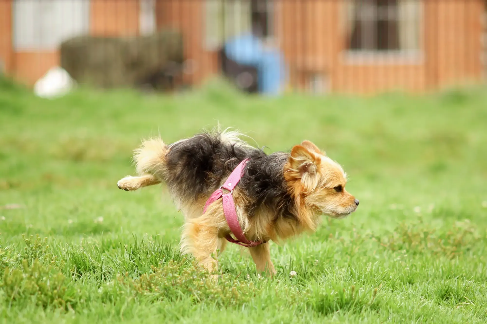 Do Puppies Outgrow Peeing When Excited