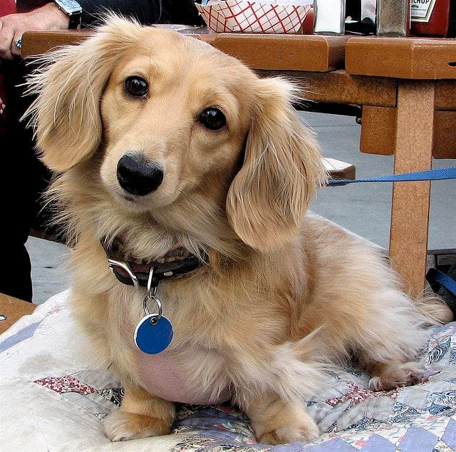 English Cream Dachshund