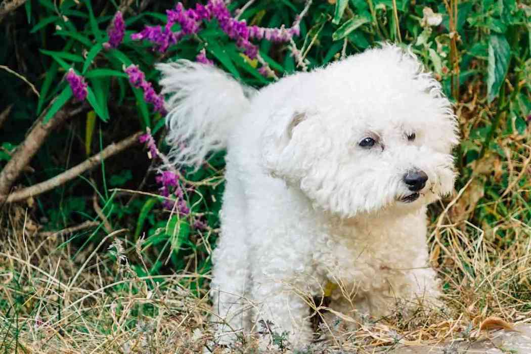 Are Bichon Frise Easy to Potty Train