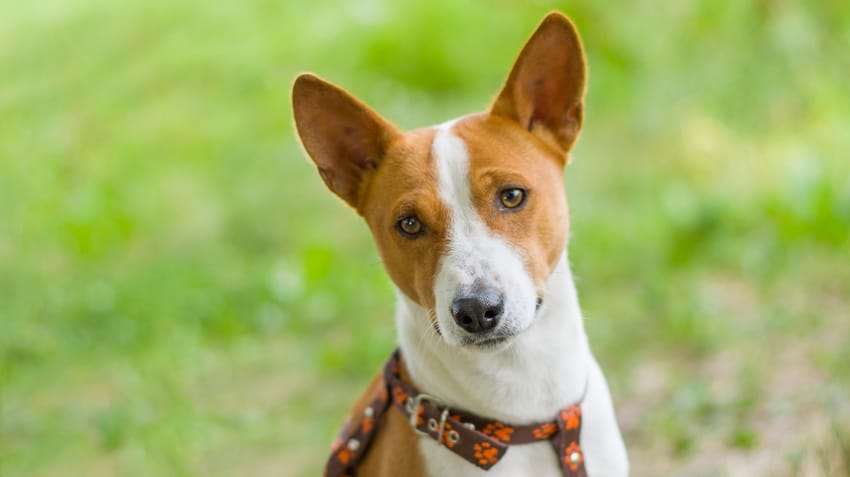 Can a Basenji be a Service Dog?