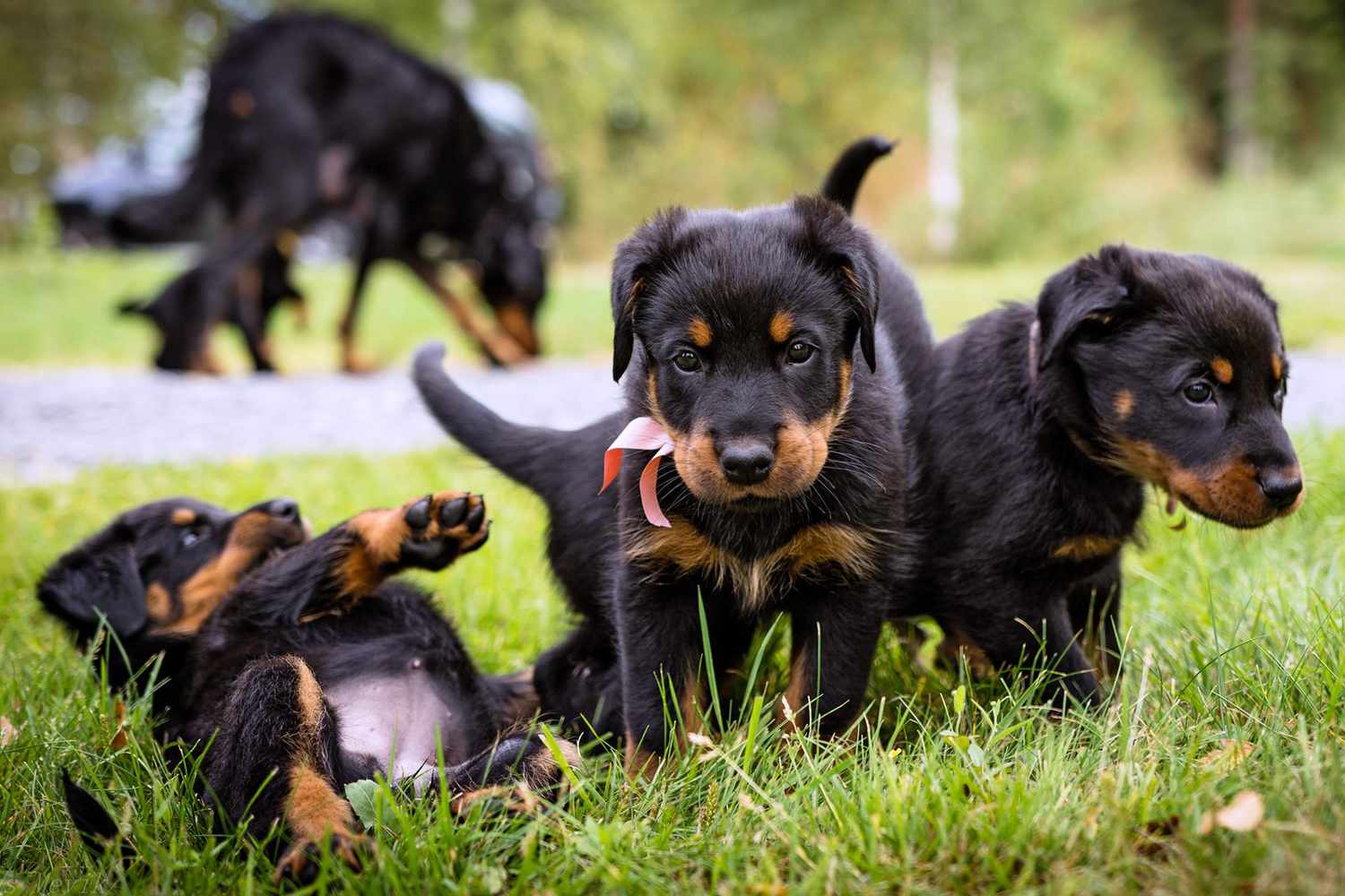How Much Are Beauceron Puppies