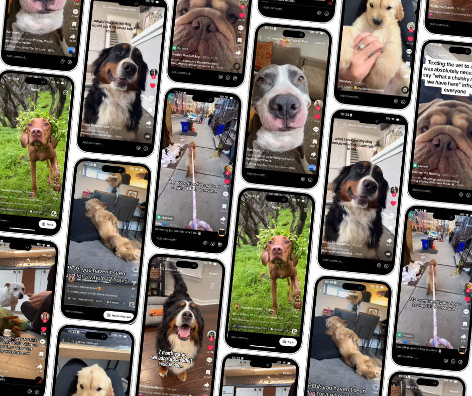 2/22/24: FI’S FAVORITE DOG VIDEOS OF THE WEEK