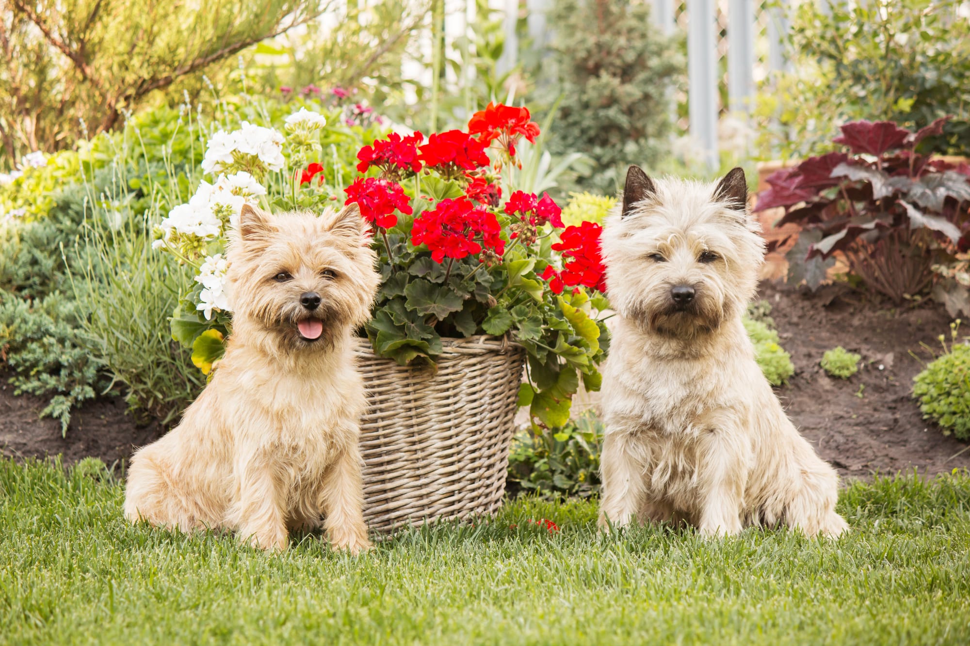 Do Cairn Terriers Change Color