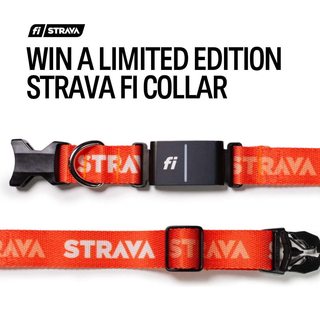 Fi / Strava is Here.
