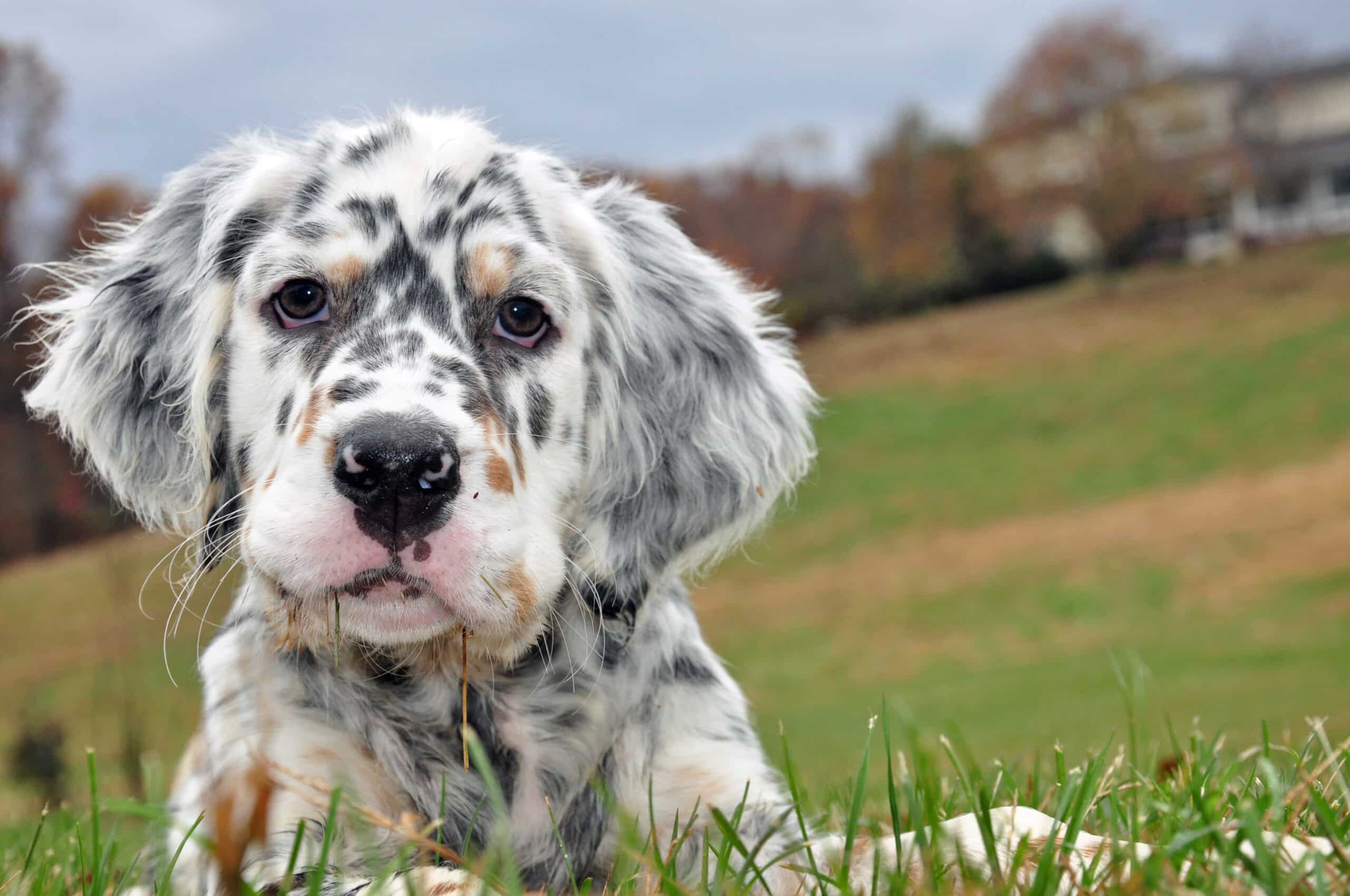 Can English Setters Be Left Alone