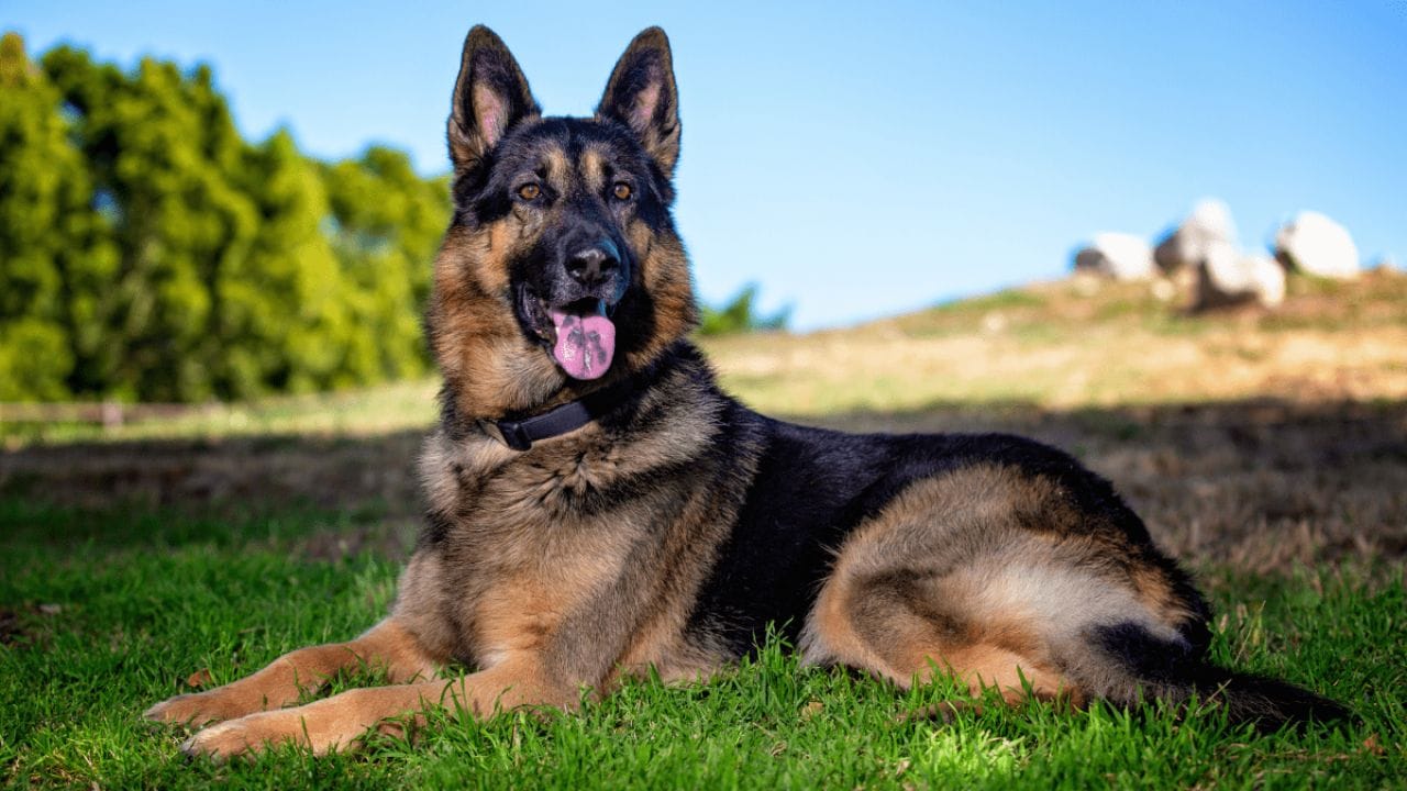 Durable Fence for German Shepherd