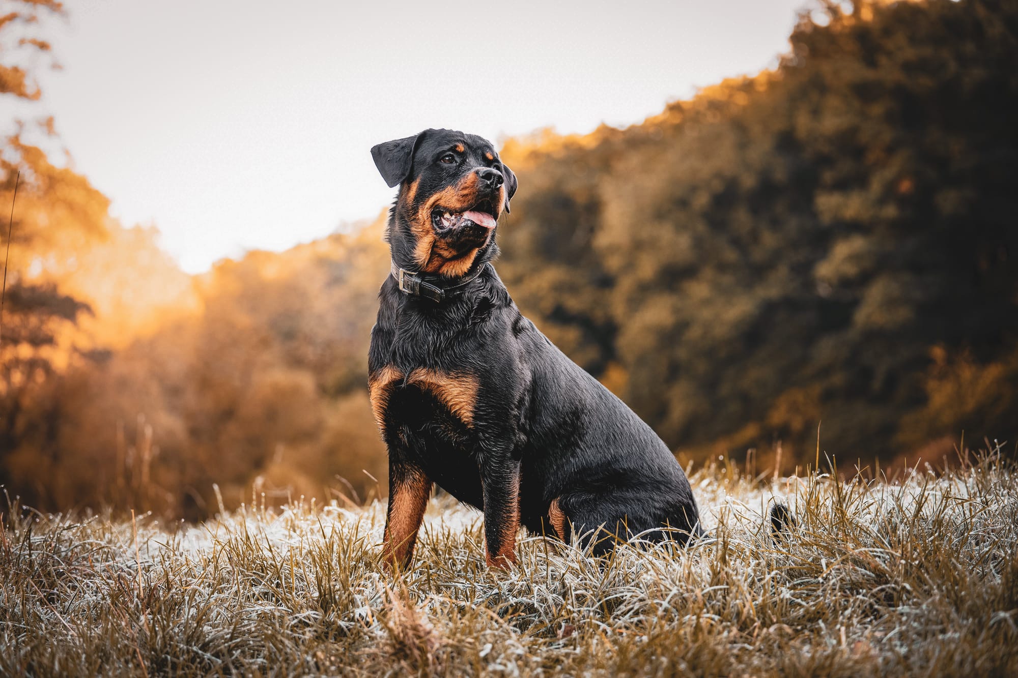 Strong Fence for Rottweiler