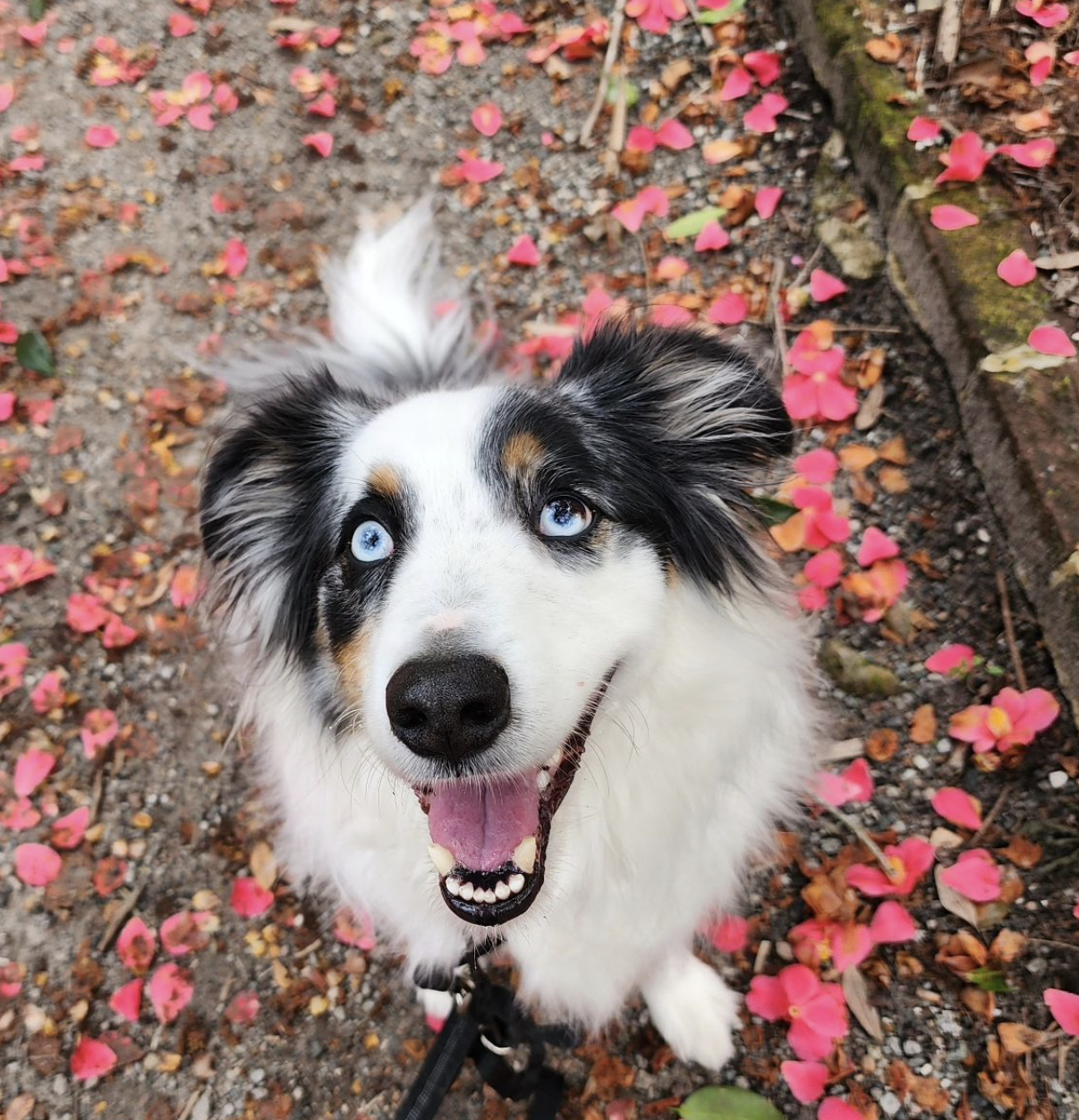 DOGFLUENCERS: Meet Atticus, Charleston's Insta-Famous Australian Shepherd