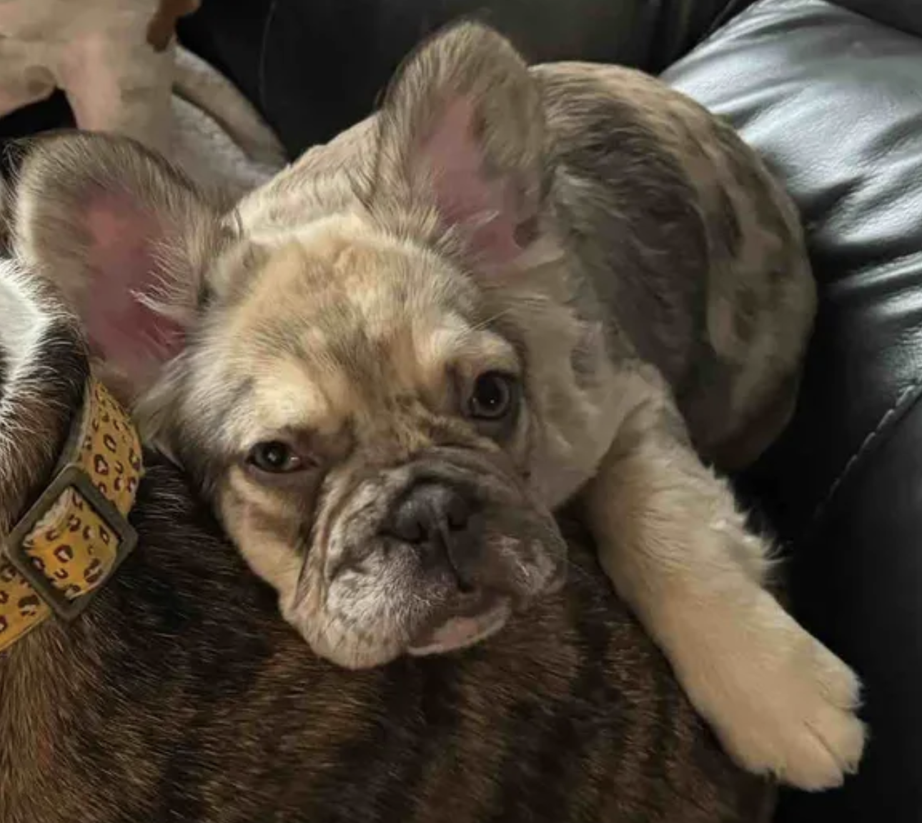 Ultimate Guide to the Fluffy French Bulldog with Photos and Links