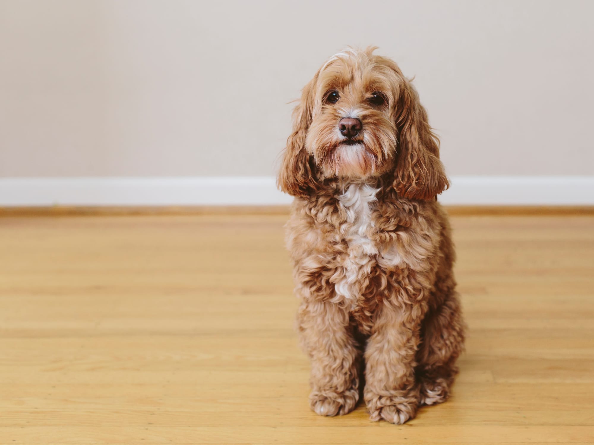 Can Cockapoo Be Left Alone