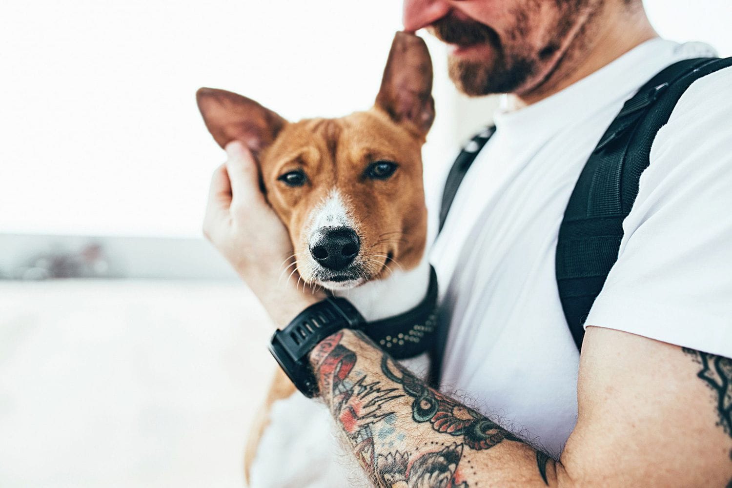 Are Basenji Good for First Time Owners?