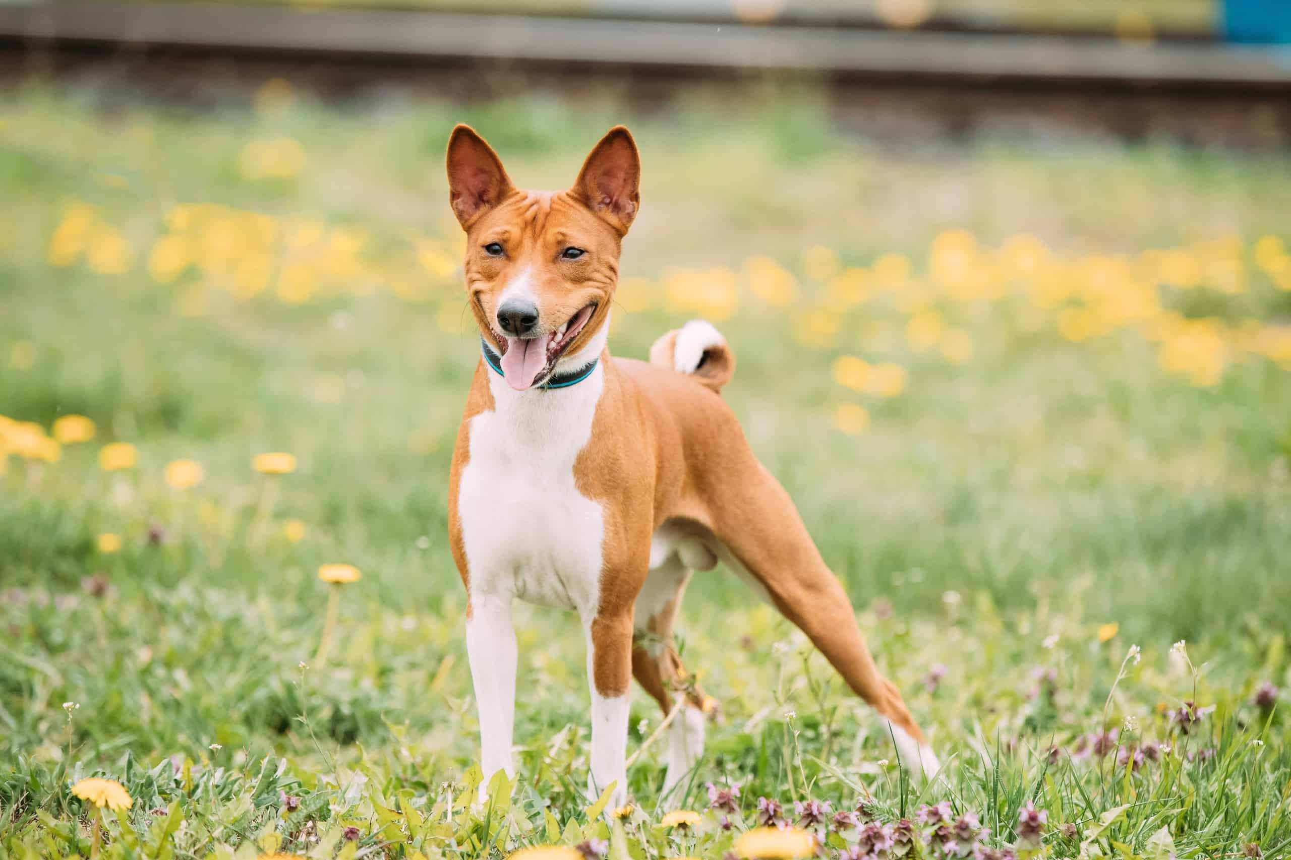 Can Basenji Dogs Bark?