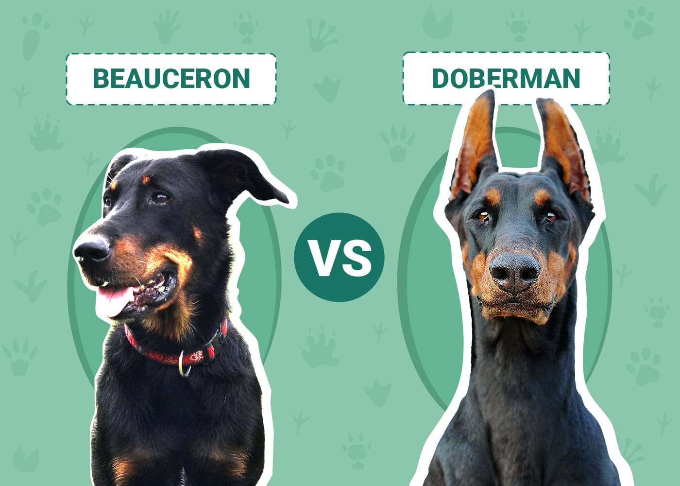 Are Beauceron Related to Doberman