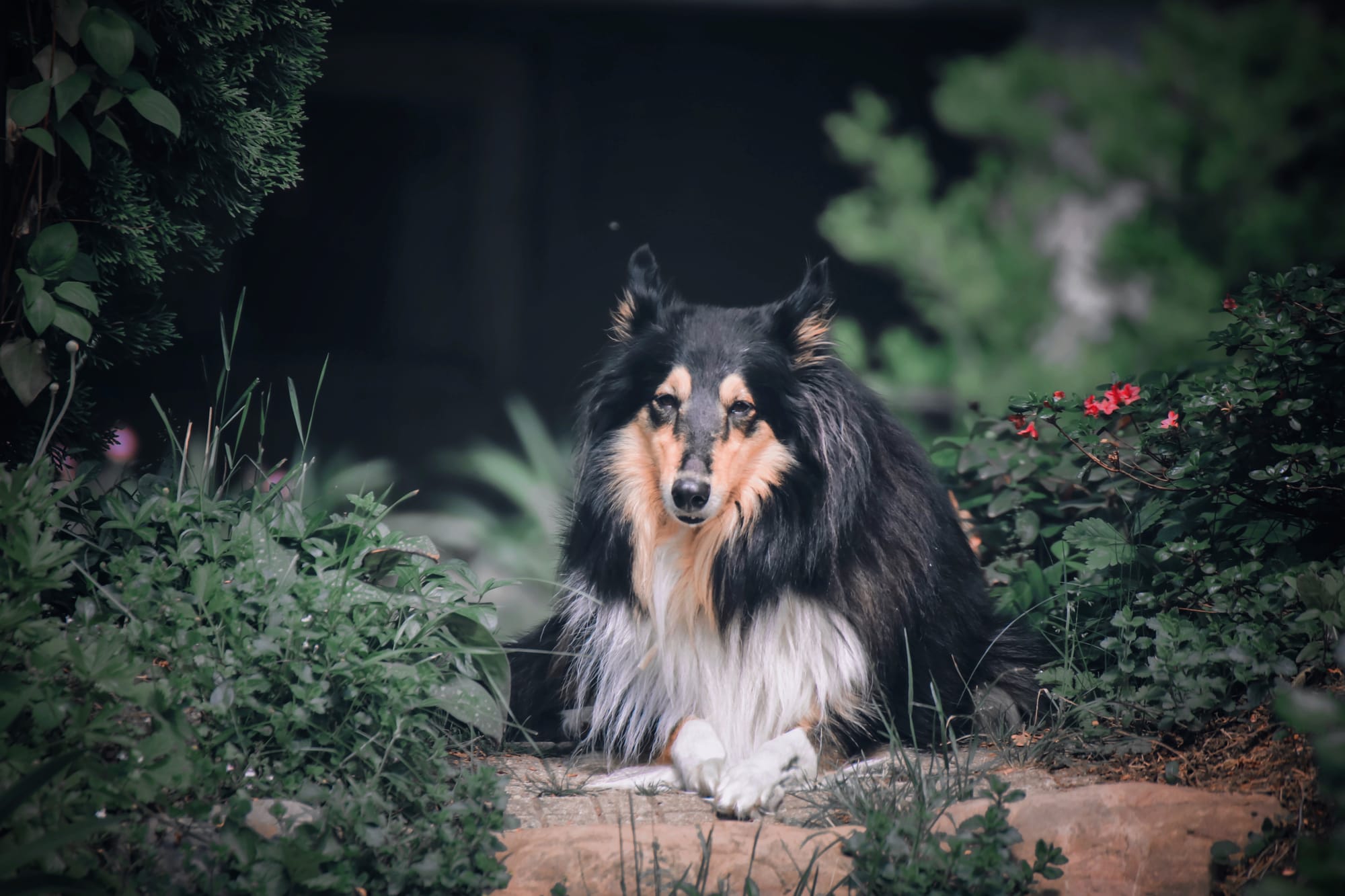 Can Collies Be Left Alone