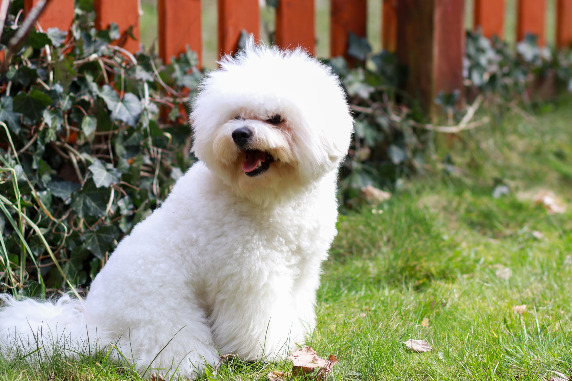 Are Bichon Frise Hypoallergenic?