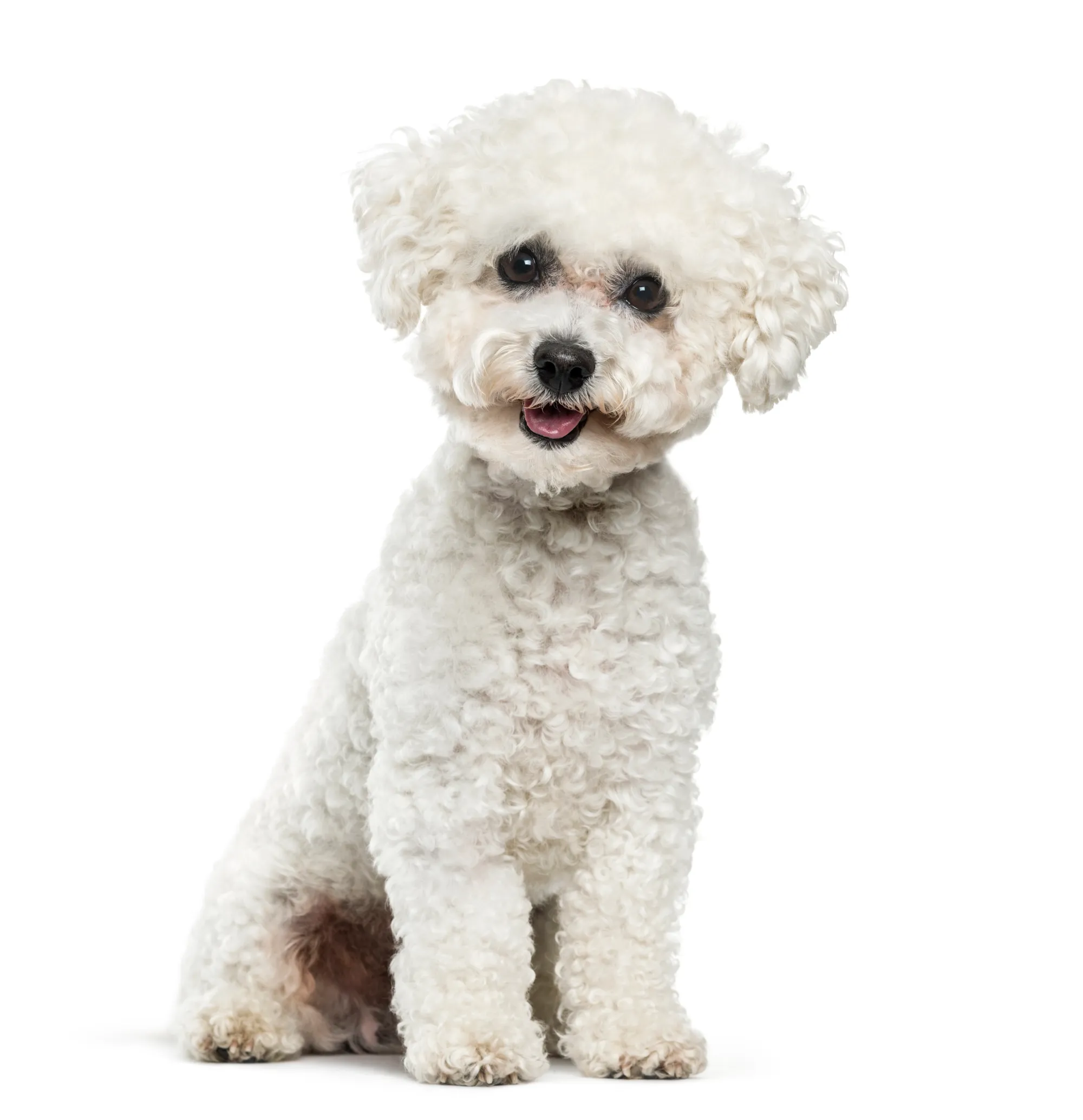Most Clingy Dog Breeds