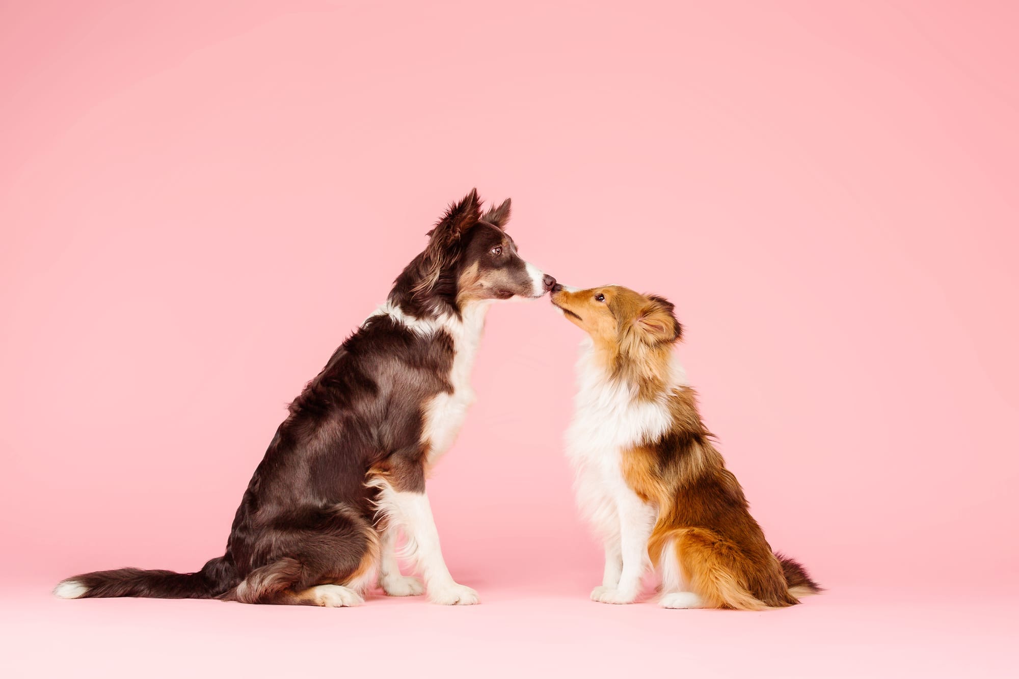 How To Get Dogs To Like Each Other