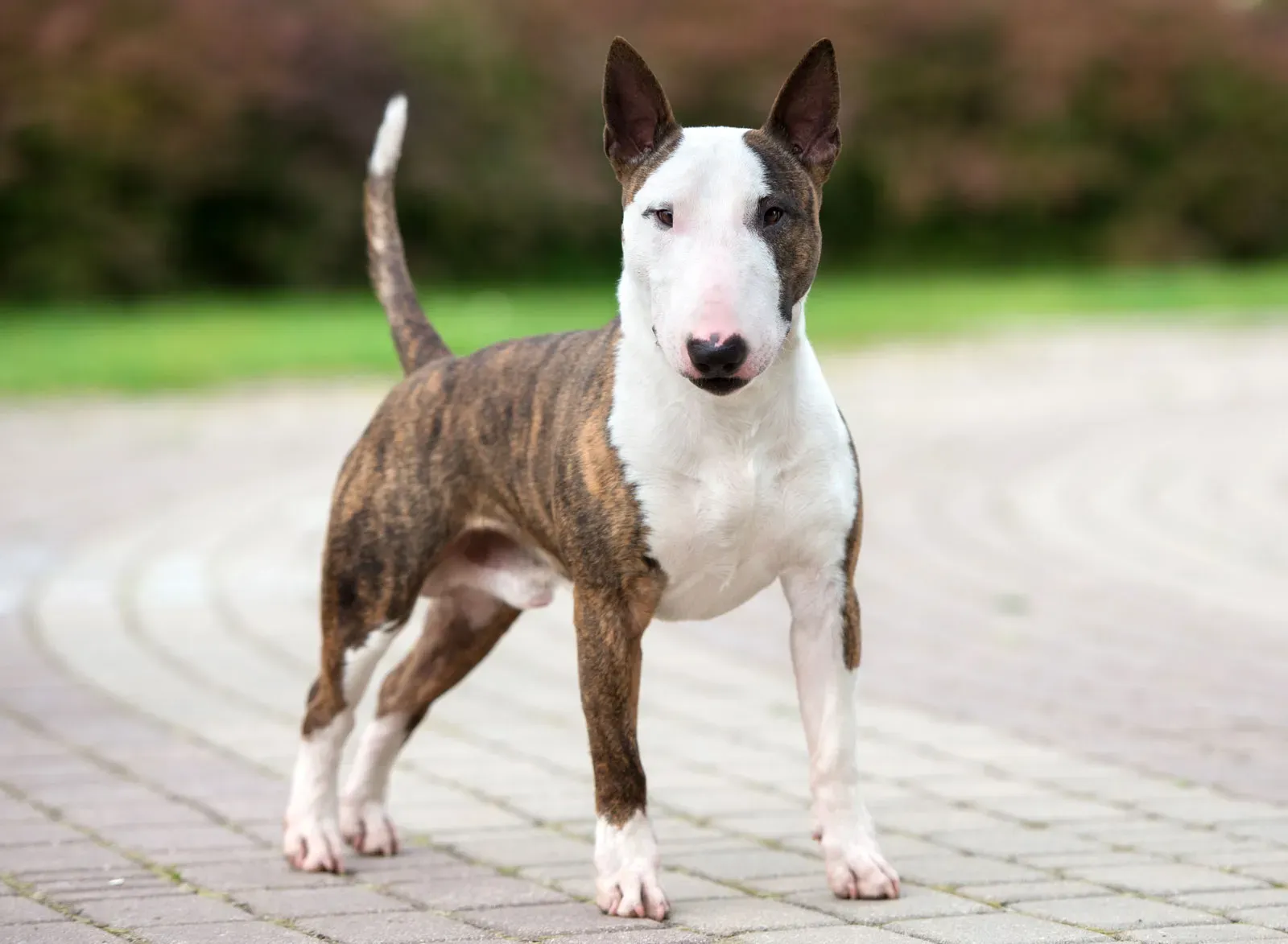Enhanced fencing for Bull Terrier