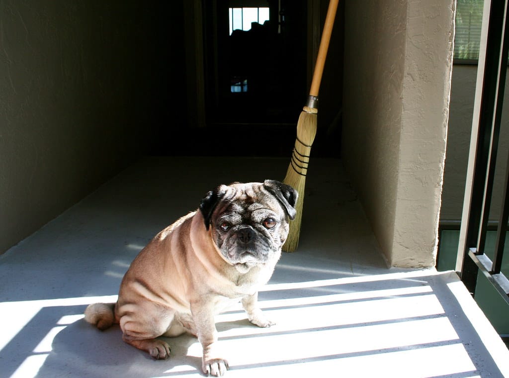 Best Broom for Dog Hair