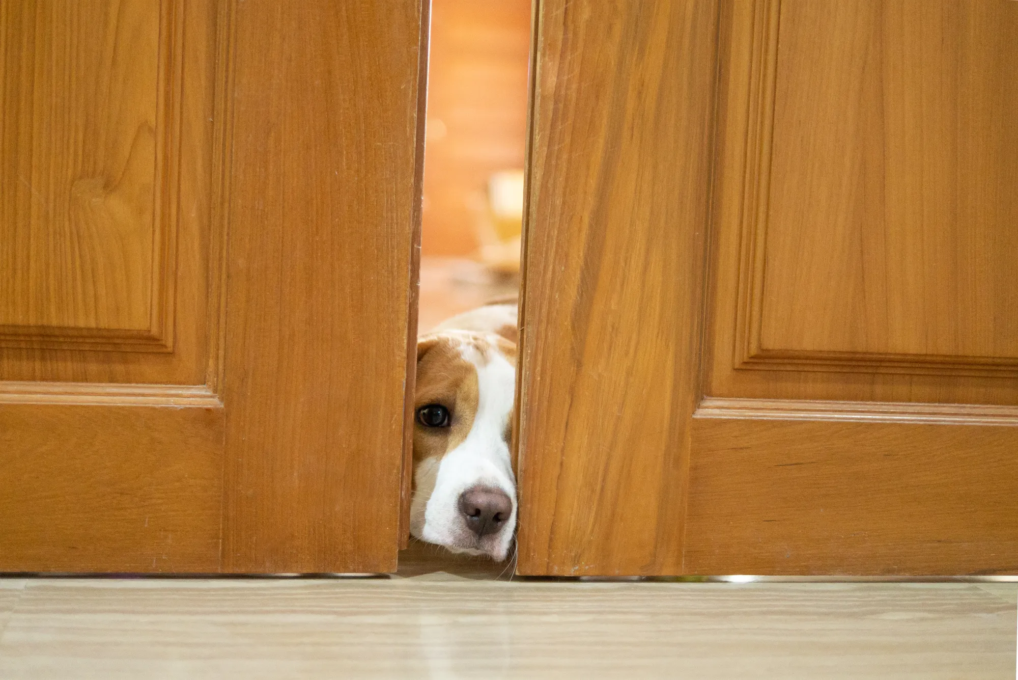 How to Protect Your Door from Dog Scratching