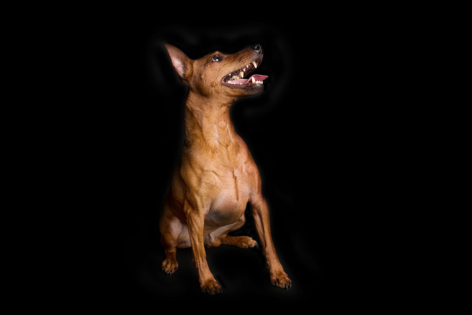 Do Miniature Pinschers Bark a Lot?