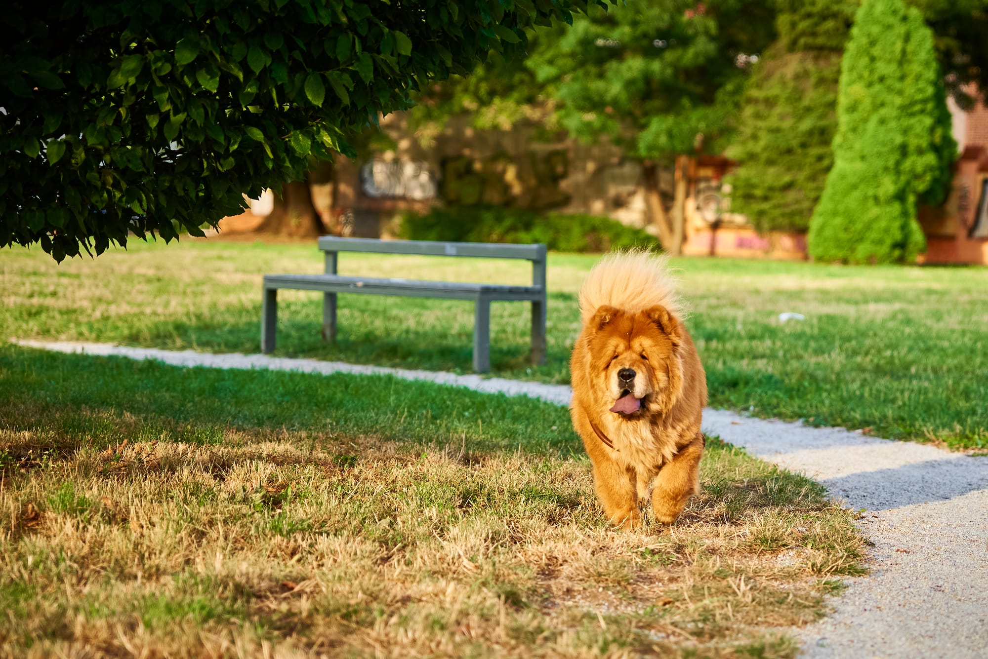 Can Chow Chows Live in Hot Weather