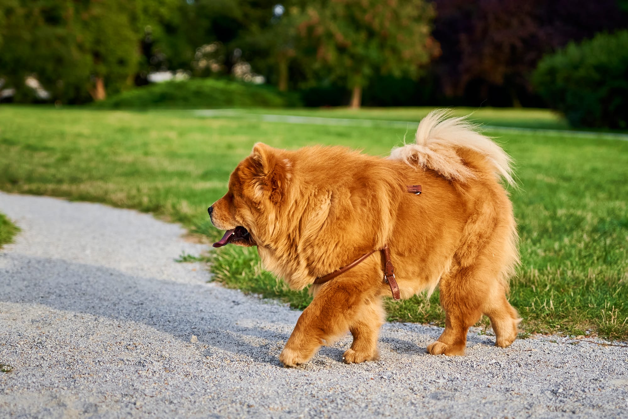 Can Chow Chows Be Left Alone